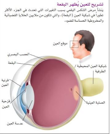 تشريح العين يظهر التنكس البقعي
